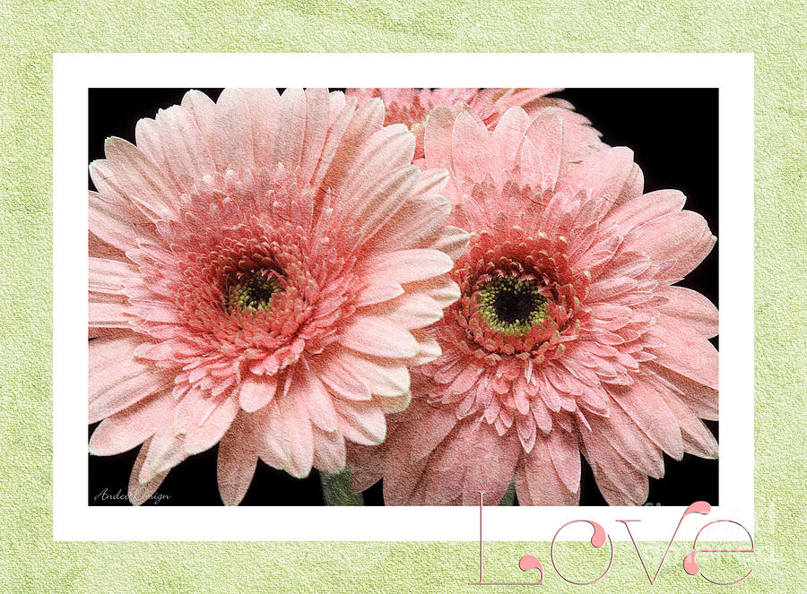 Gerber Daisy Love 4 Photograph by Andee Design