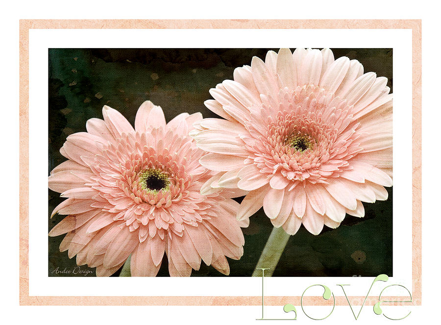 Gerber Daisy Love 5 Photograph by Andee Design