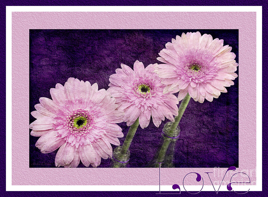 Gerber Daisy Love 7 Photograph by Andee Design