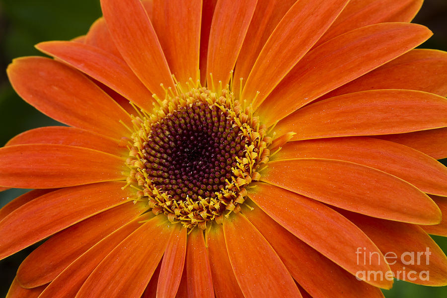 Gerber Daisy Macro Photograph by Carrie Cranwill