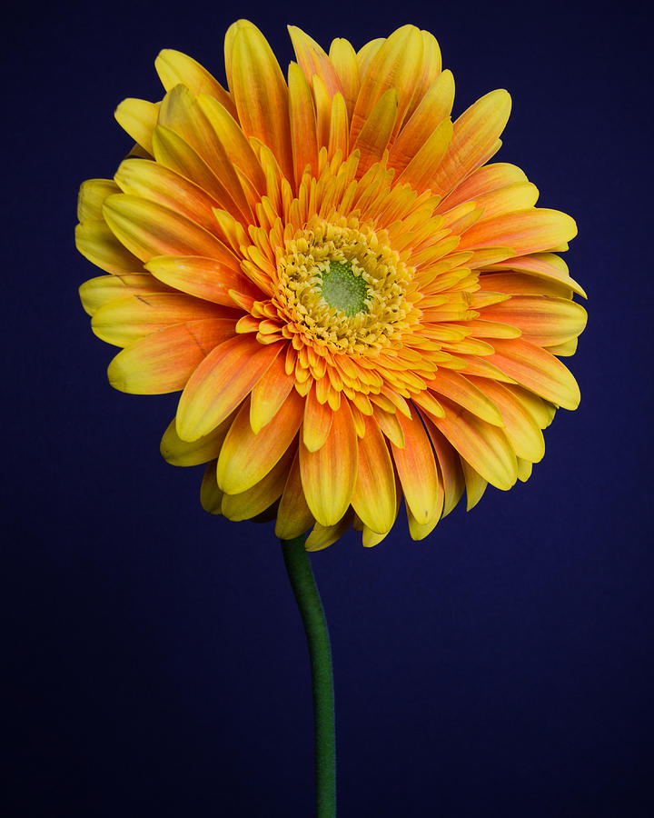 Flowers Still Life Photograph - Gerber Daisy by Mark Meyer