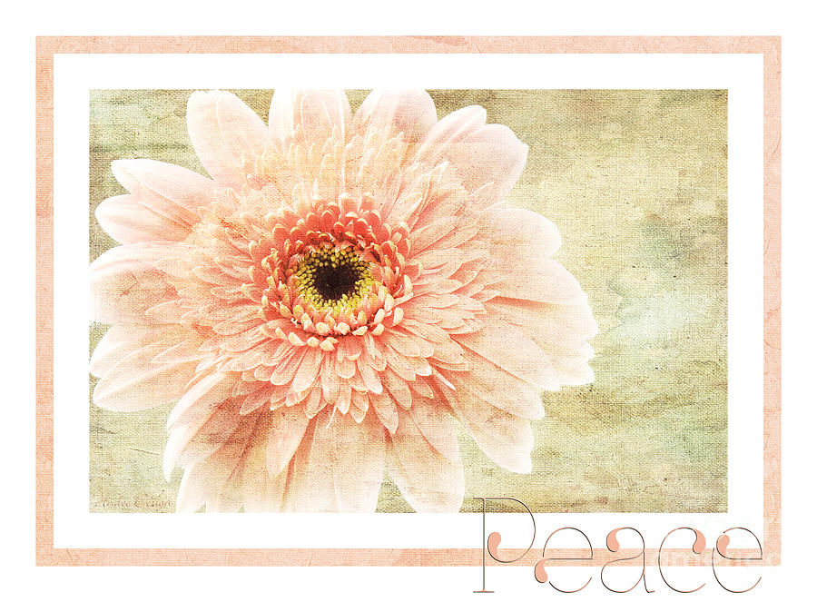 Daisy Photograph - Gerber Daisy Peace 1 by Andee Design