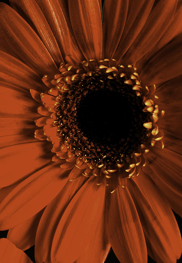 gerber daisy by Pristine Images gerber daisy by Pristine Images