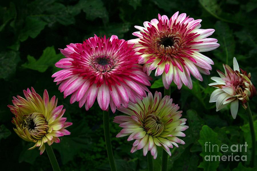 Gerber Daisy Photograph by Randy Bell