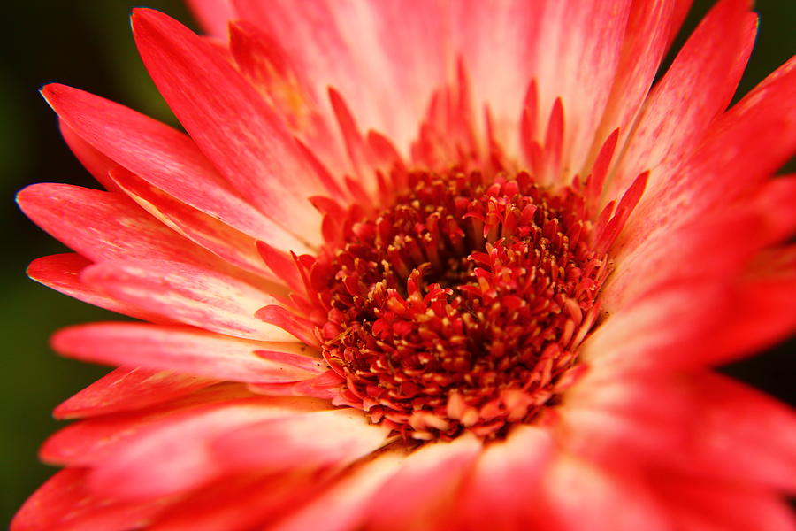 Gerber Daisy Time Photograph by Catie Canetti