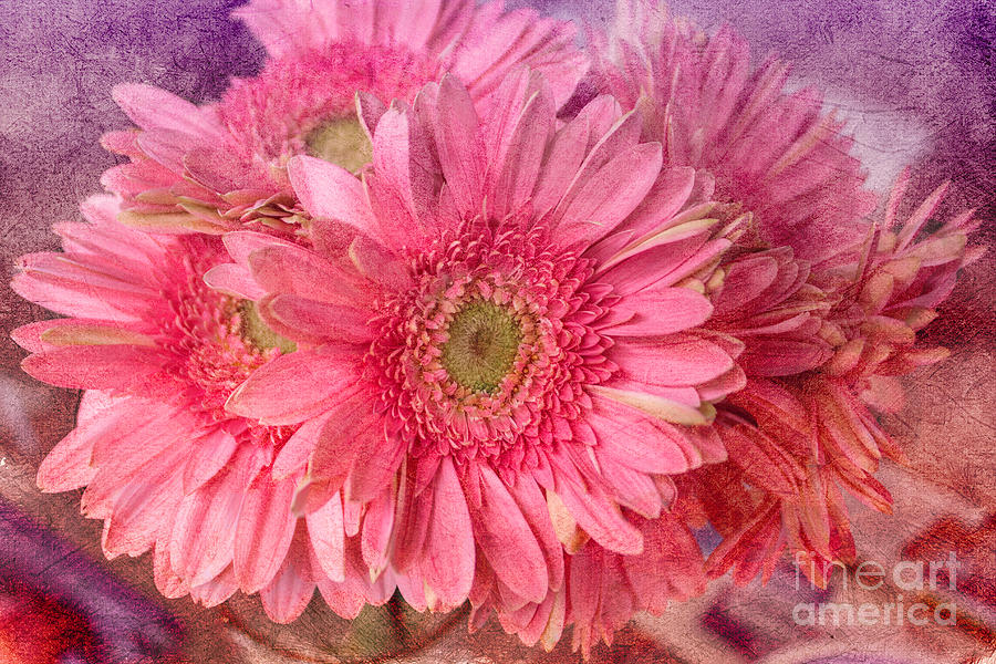 Gerbera Bouquet Photograph by Arlene Carmel