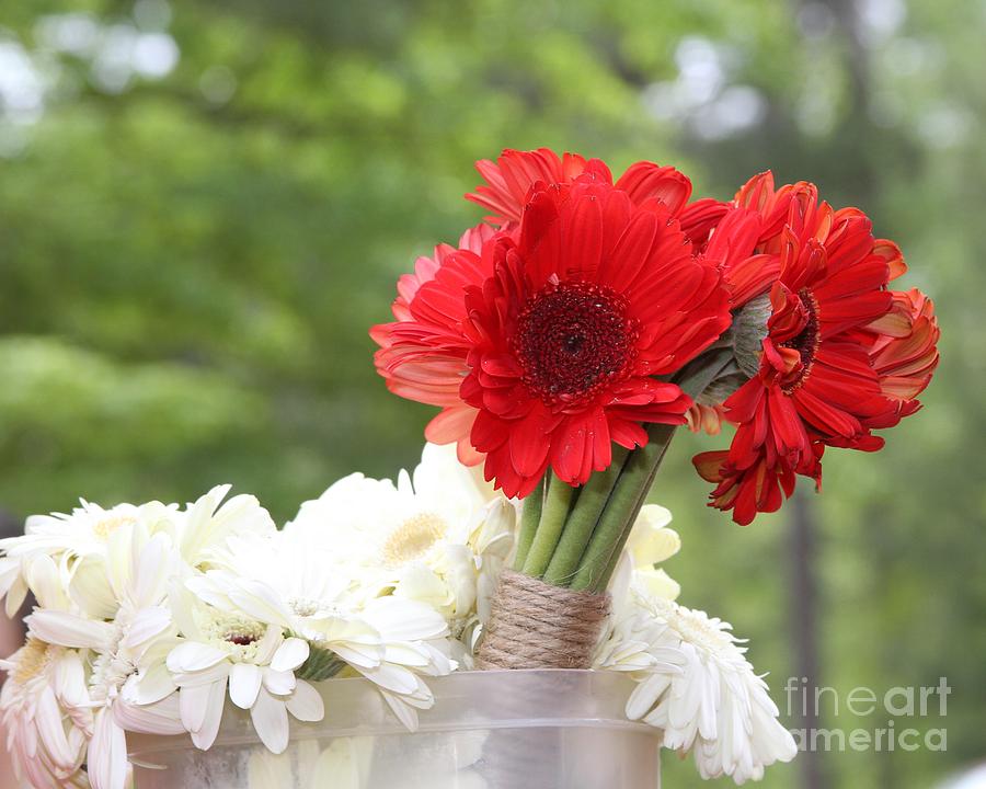 Daisy Photograph - Gerbera Bouquets by Cathy Lindsey