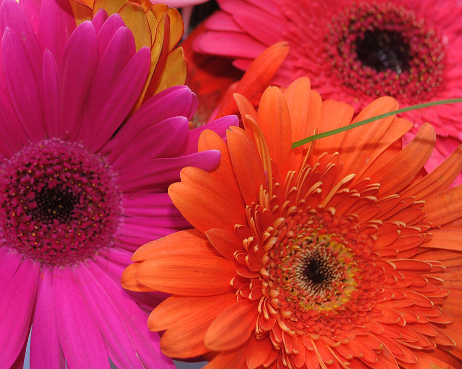 Gerbera Colors Photograph by Tammy Burgess - Fine Art America