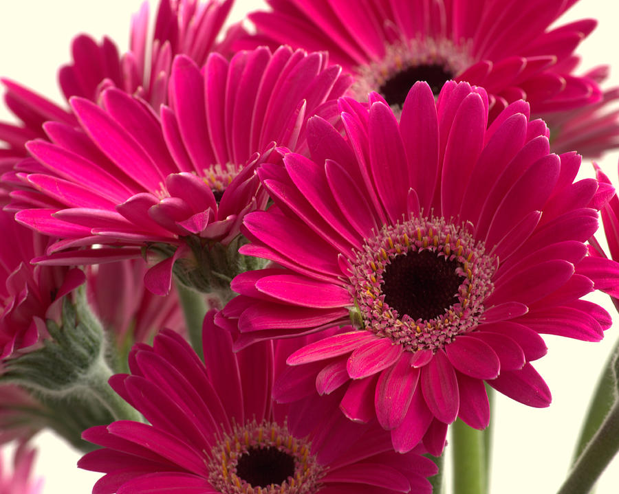 Gerbera Daisies Photograph by Nicholas Ryding - Fine Art America