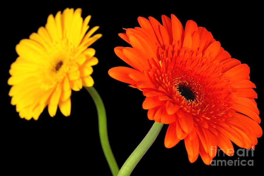 Gerbera Daisies on Black Photograph by Pattie Calfy