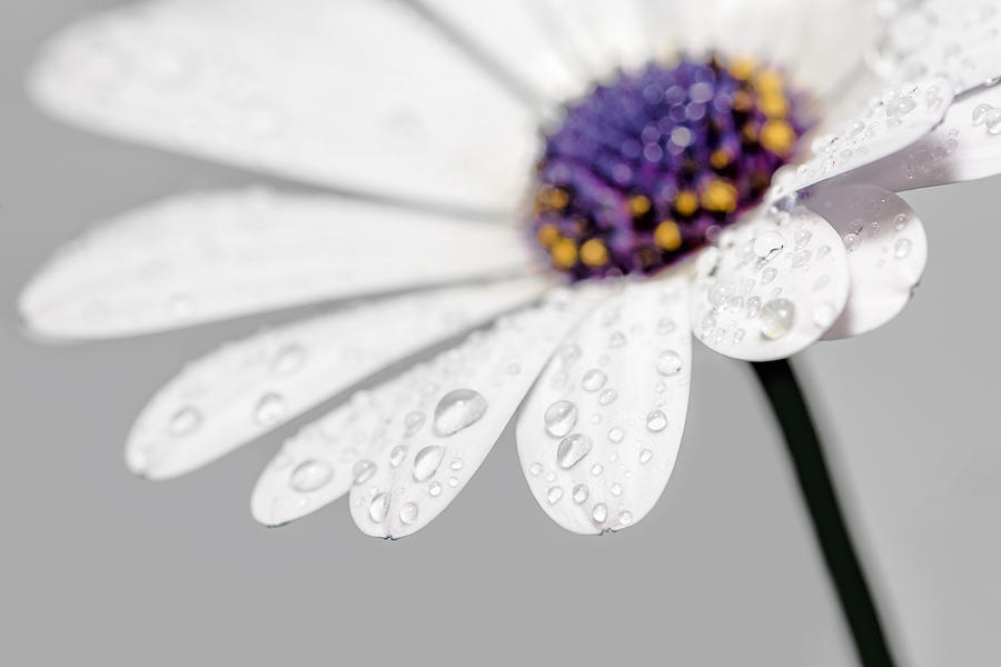 Flower Photograph - Gerbera Daisy - Macro by SharaLee Art