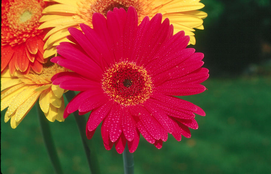 Gerbera Daisy Gerbera Jamesonii Photograph by Bonnie Sue Rauch