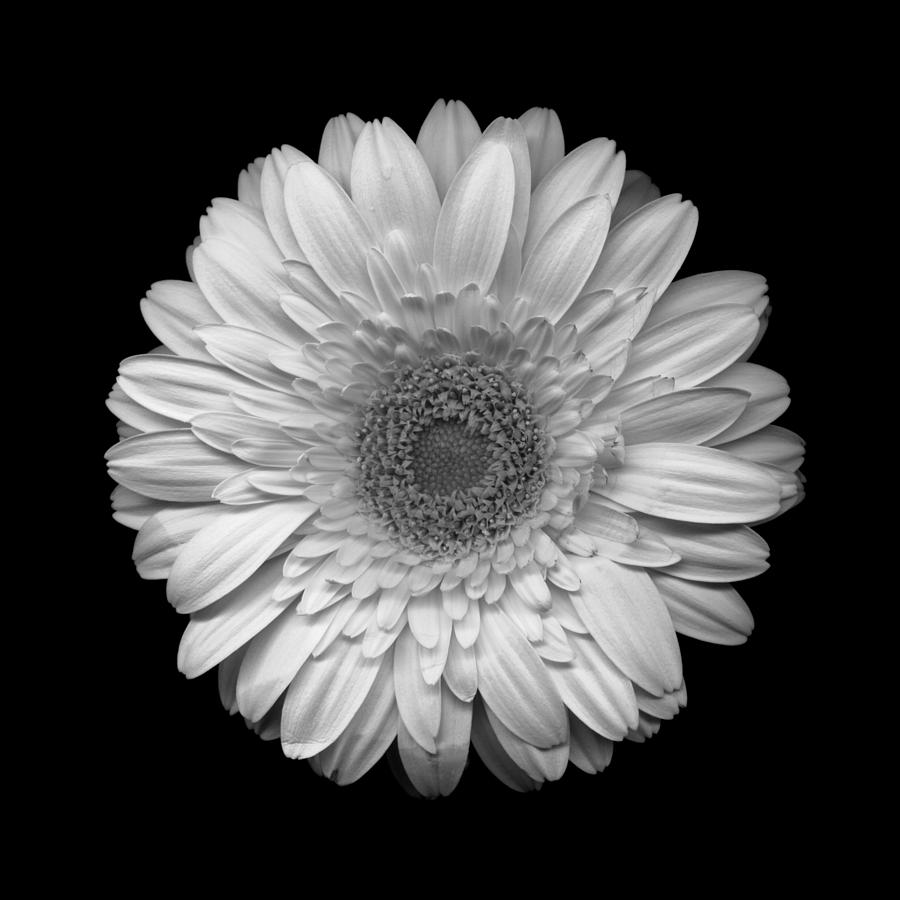 Gerbera Daisy in Black and White Photograph by Gary Regulski