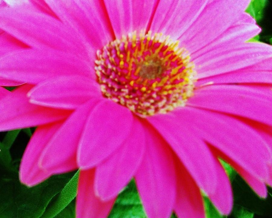 Gerbera Daisy Photograph by Sharon Ackley - Fine Art America