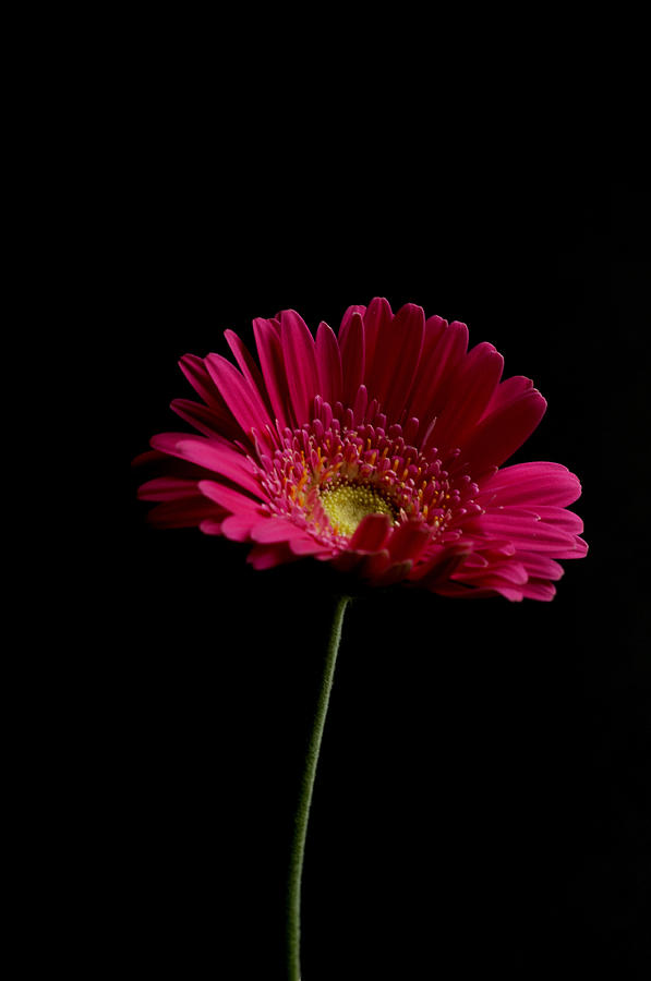 Gerbera Daisy Photograph by Steve Purnell