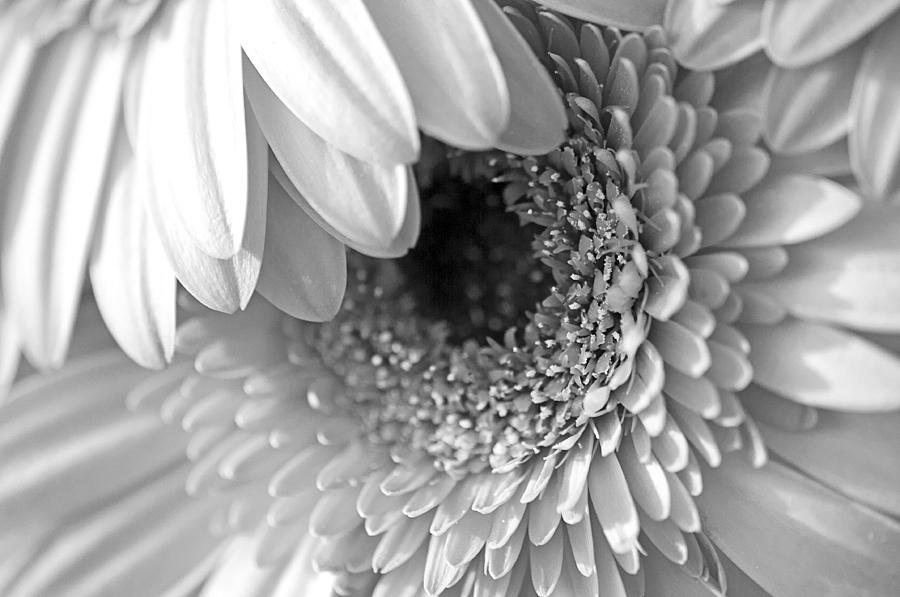 Flower Photograph - Gerbera Daisies - Flowers - Macro by SharaLee Art