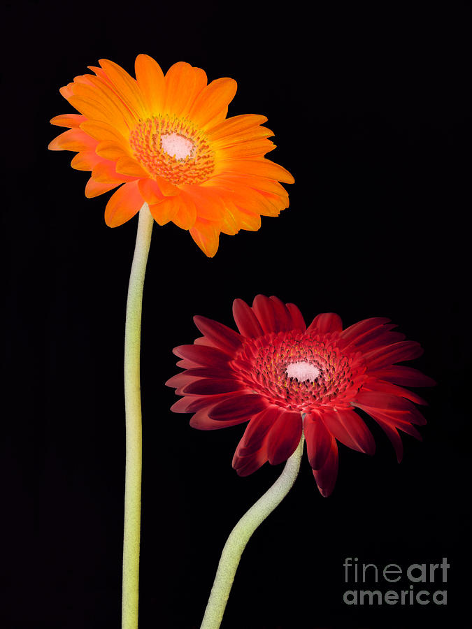 Flower Photograph - Gerbera fantasy by Rosemary Calvert