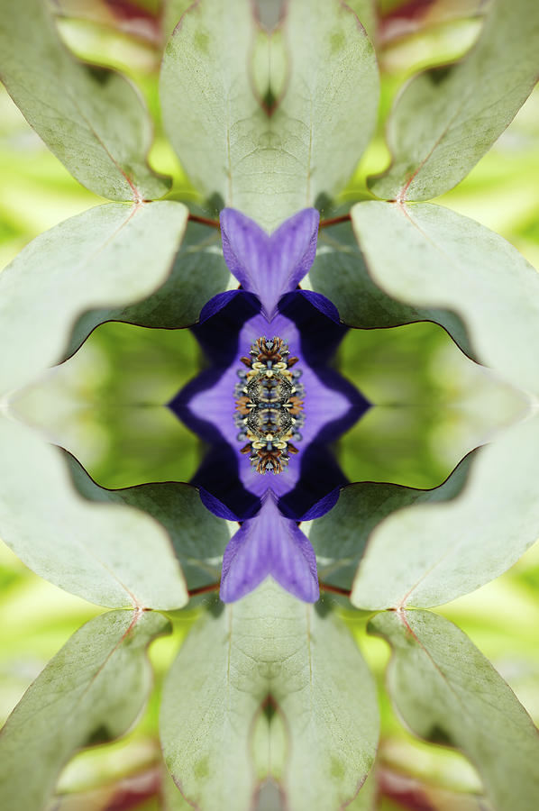 Gerbera Flower Photograph by Silvia Otte