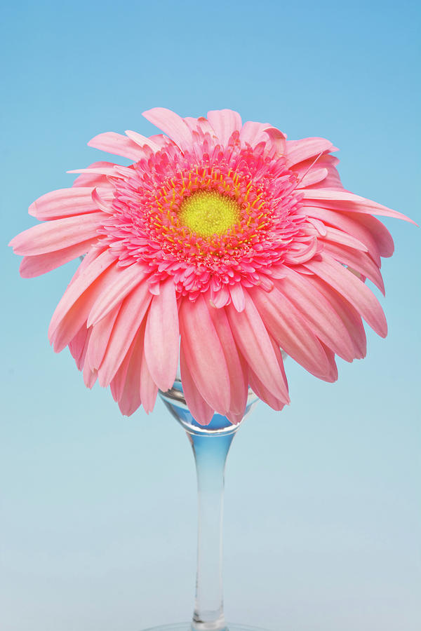 Gerbera Flower Photograph by Tomophotography
