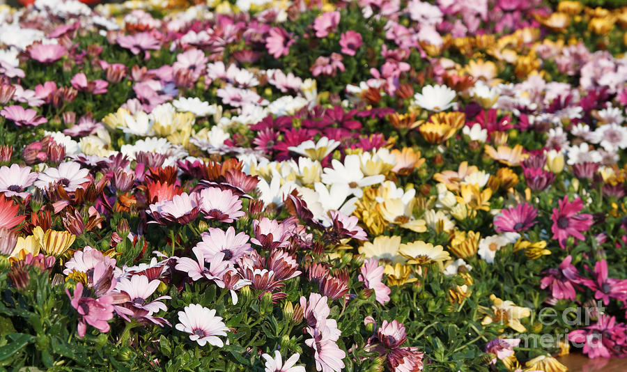 Gerbera flowers Photograph by Antonio Scarpi