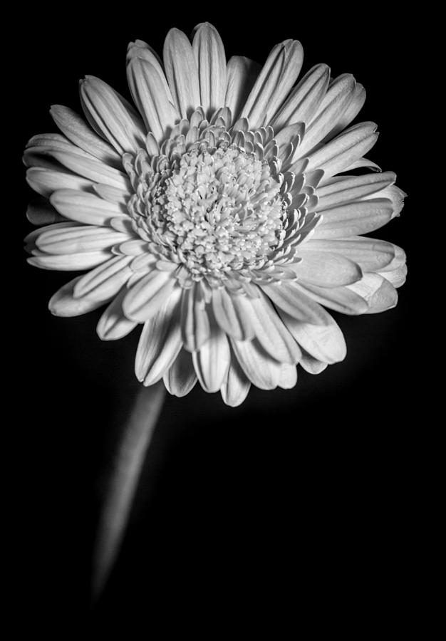 Gerbera in Black and White Photograph by Eva Kondzialkiewicz - Fine Art ...