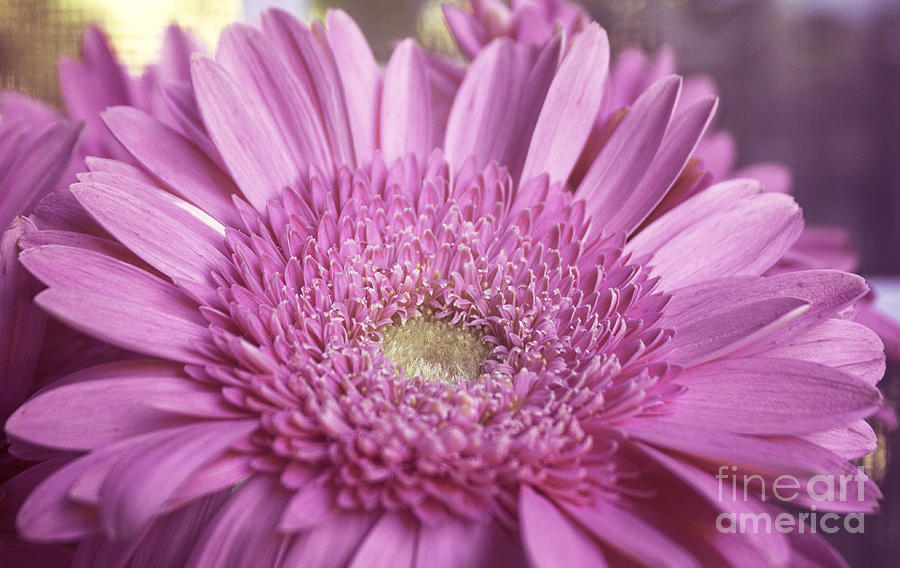 Daisy Photograph - Gerbera In Pink by Arlene Carmel