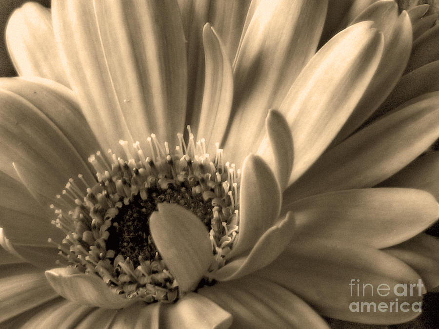 Gerbera in Sepia Photograph by Chris Anderson