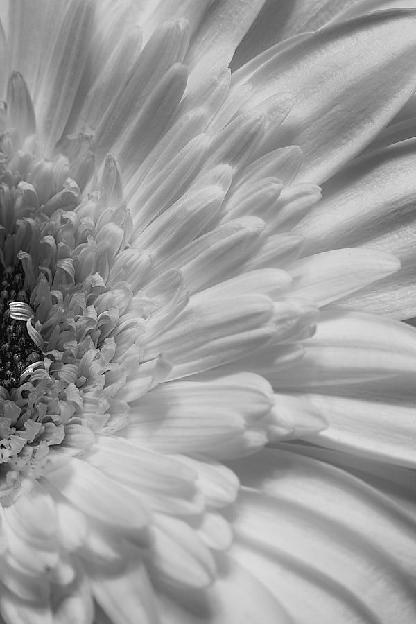 Flowers Still Life Photograph - Gerbera by Kim Aston