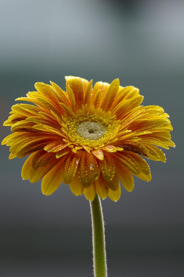 Gerbera Photograph by Paulo Goncalves