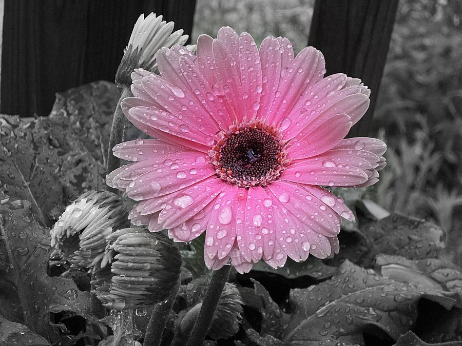 Daisy Photograph - Gerbera Pink by MTBobbins Photography