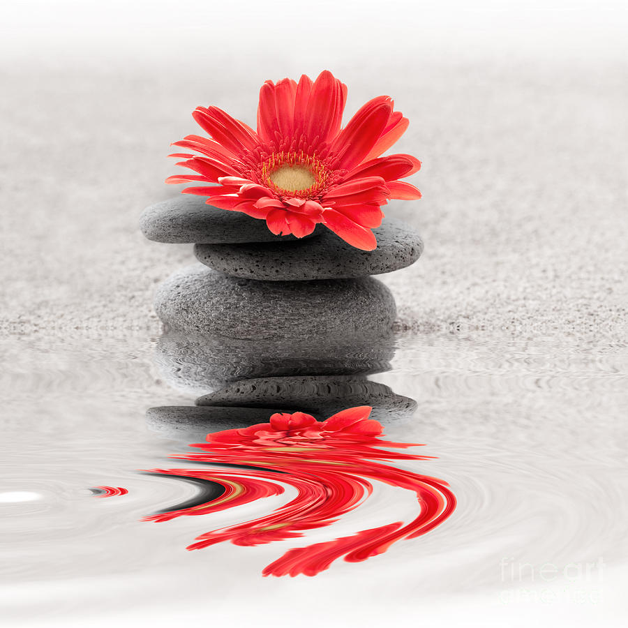 Stones and flower reflection Photograph by Delphimages Photo Creations