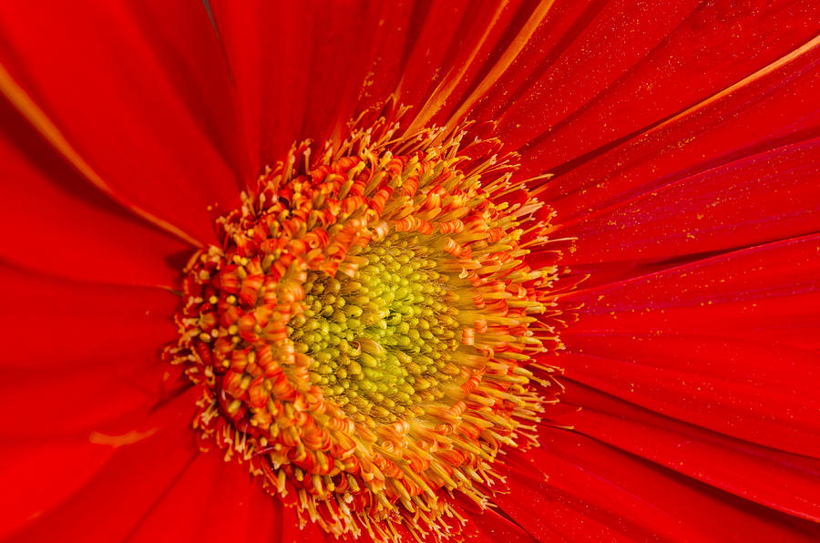 Gerbera with great detail Photograph by Paulo Goncalves