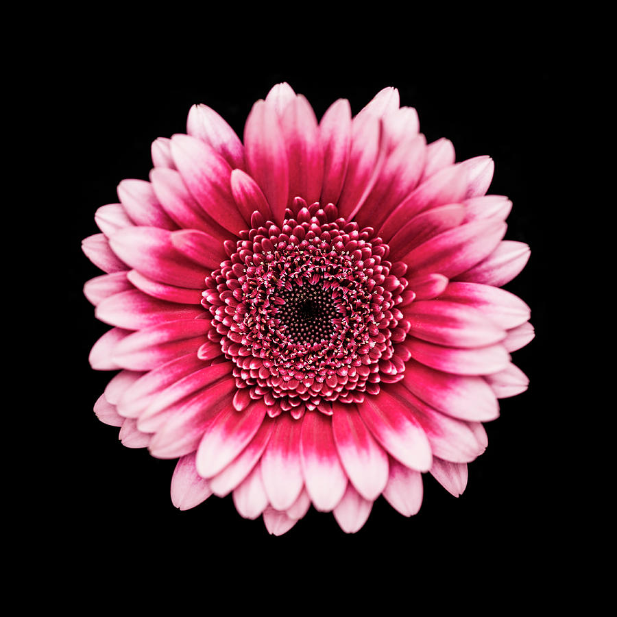 Gerbera,close-up,black Background Photograph by Fuhito Kanayama Gerbera,close-up,black Background Photograph by Fuhito Kanayama