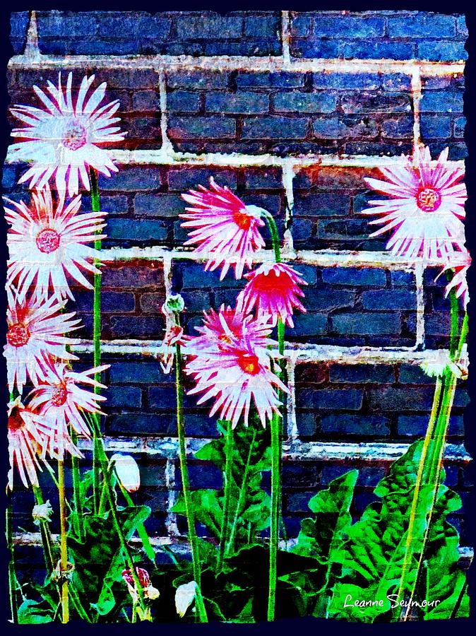 Gerberas On A Wall Photograph by Leanne Seymour