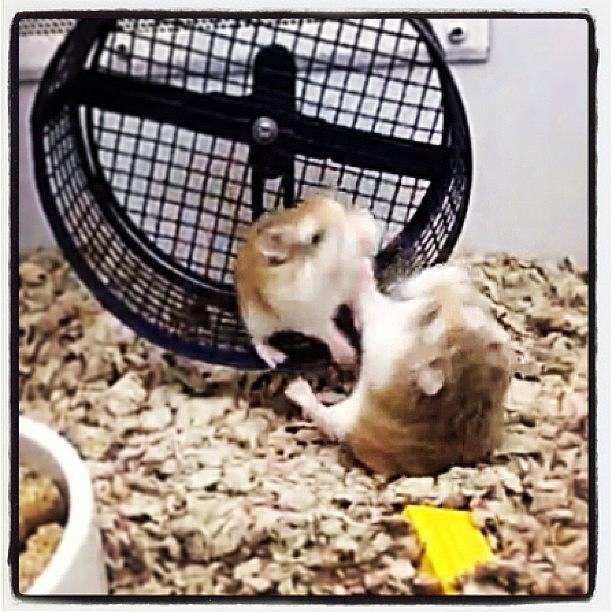 Vine Photograph - #gerbil Fight Over The Wheel At The Pet by Jessica Frech