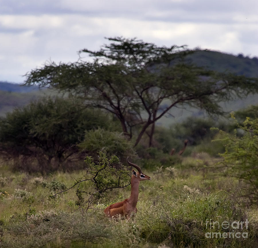 Gerenuk   #0195 Photograph by J L Woody Wooden