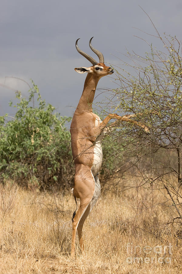 Gerenuk Antelope Photograph by Chris Scroggins