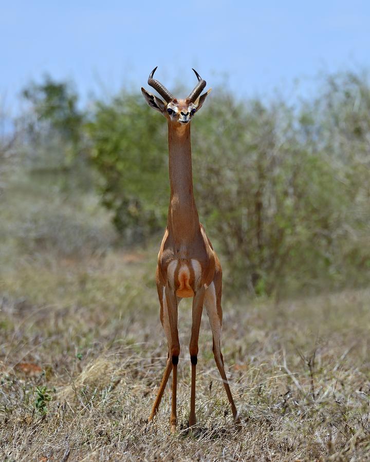 Gerenuk Photograph by Tony Beck