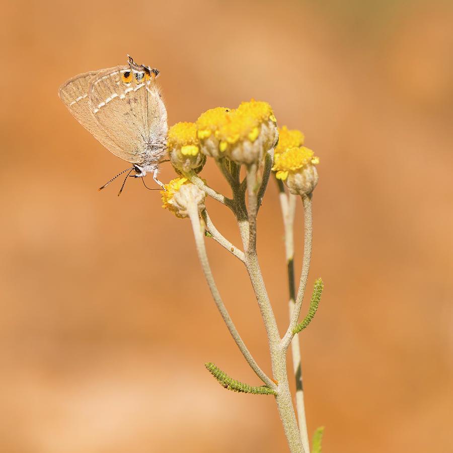 Insects Photograph - Gerhards Black Hairstreak by Photostock-israel/science Photo Library