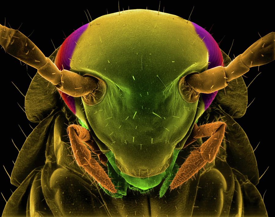 Insects Photograph - German Cockroach by Dennis Kunkel Microscopy/science Photo Library