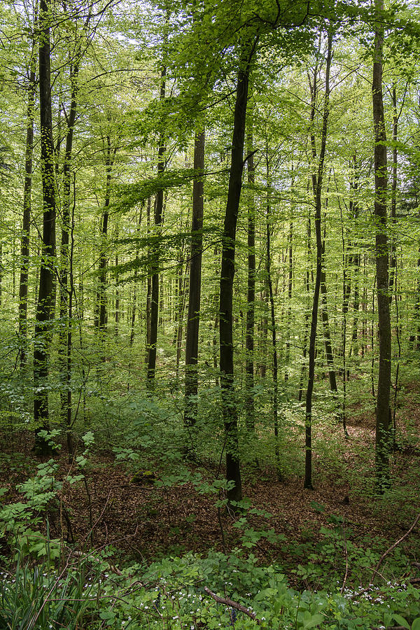 Deep German Forest Photograph