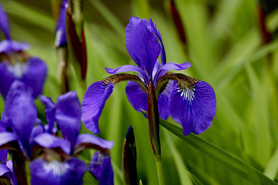 German Irises In Spring Photograph