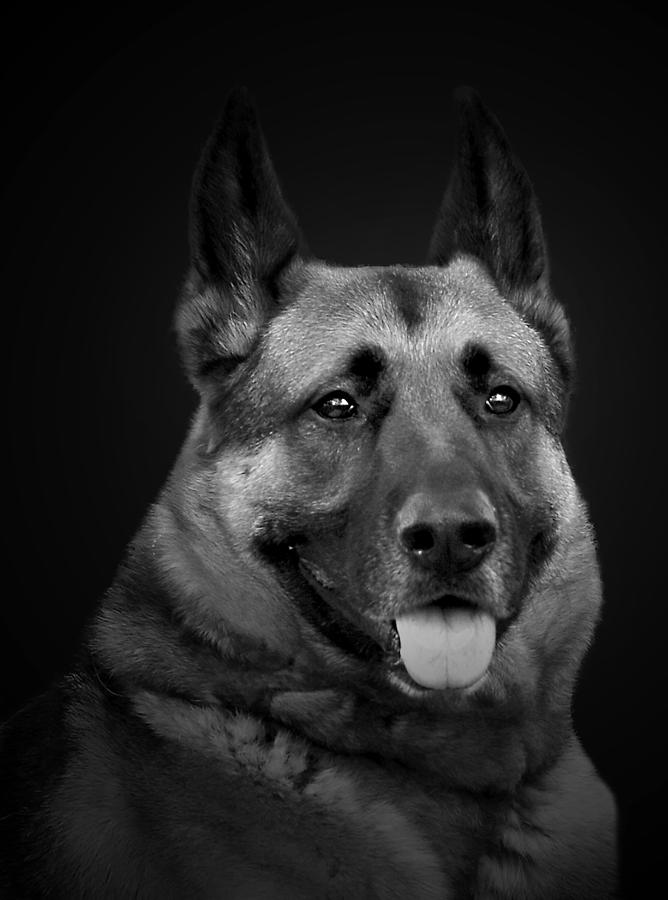 German Shepard Photograph by Cecil Fuselier