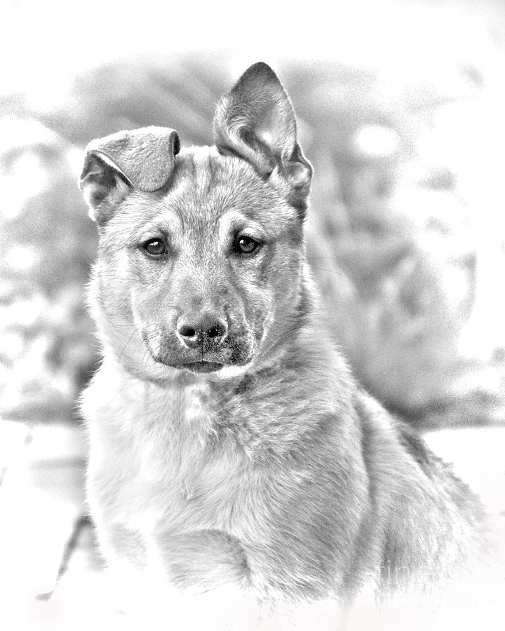 German Shepard Puppy Photograph