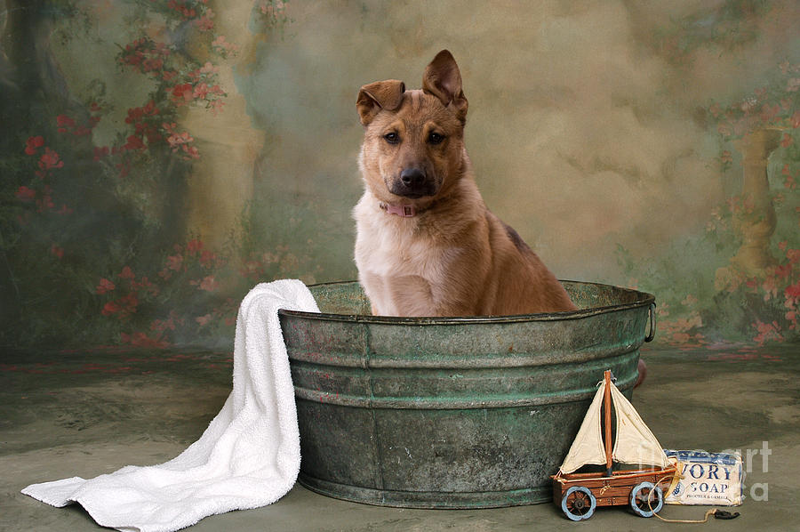 German Shepard Puppy Portrait Photograph
