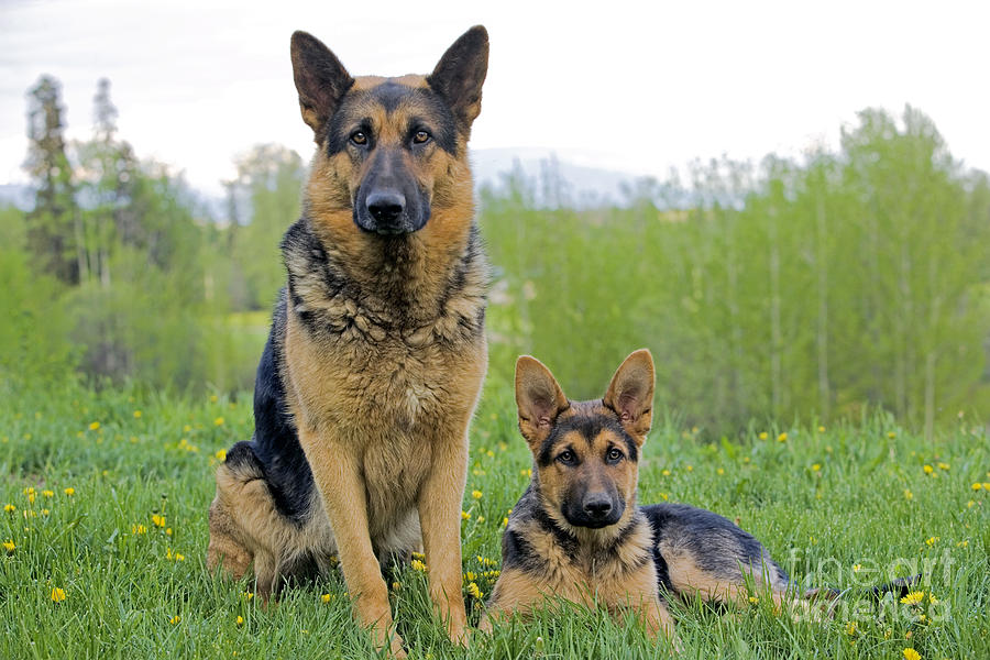 German Shepherd And Puppy Photograph by Rolf Kopfle