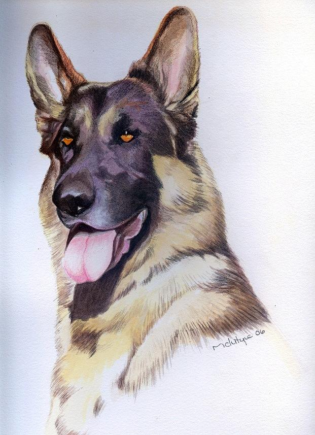 German Shepherd Painting by Anne Brookover