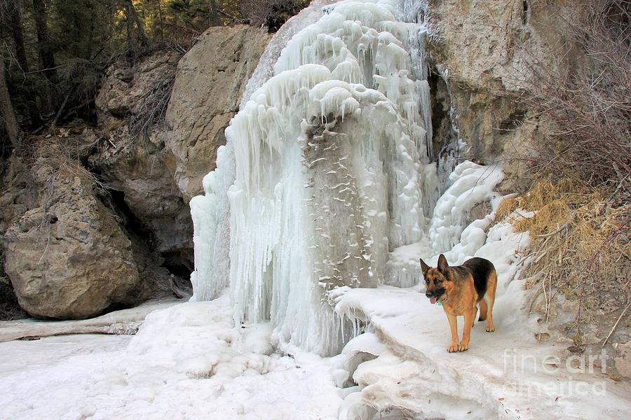 German Shepherd at Falls Photograph by Roland Stanke
