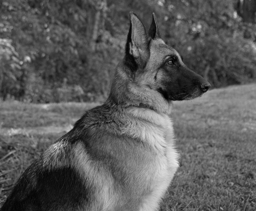 German Shepherd Bw Photograph By Sandy Keeton Pixels