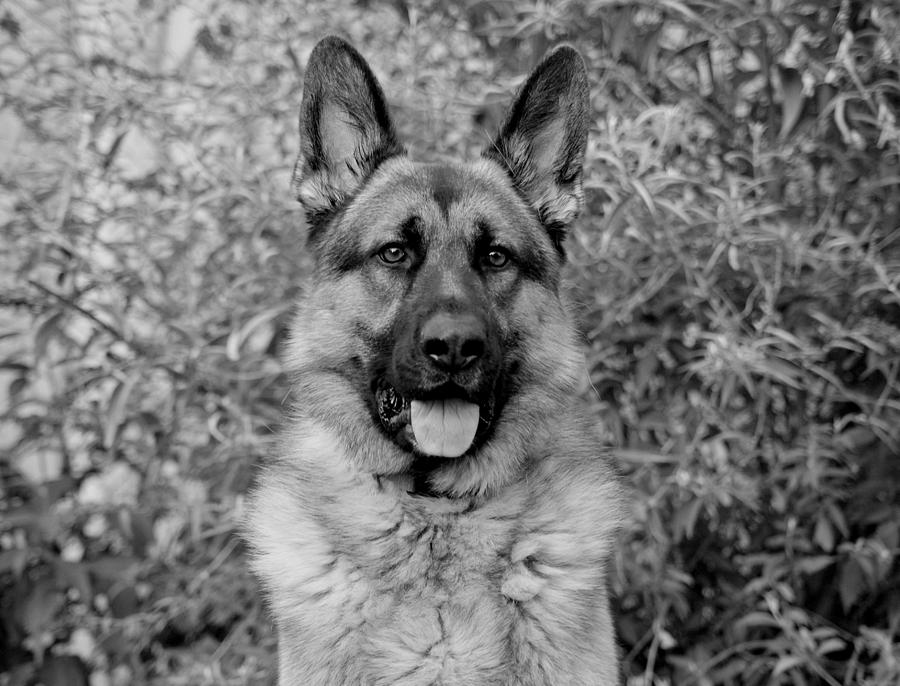 https://images.fineartamerica.com/images-medium-large-5/german-shepherd-dog-in-black-and-white-sandy-keeton.jpg